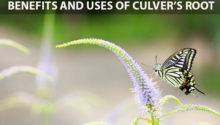 culvers root benefits